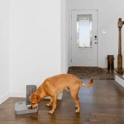 Comedero Automático Doble PetSafe® Para Mascotas -Suministros Para Mascotas 145997 rasiosystems petsafe futterautomat 2mahlzeiten catdog 2x355xml hs 09 6