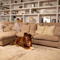 Pet Head Ditch The Dirt Champú Para Perros -Suministros Para Mascotas 159700 companyofanimals pethead ditchthedirt shampoo 300ml hs 06 9