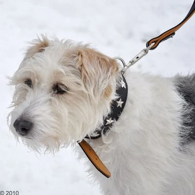 Collar De Cuero Heim Stars 5 Collar De Cuero Heim Stars - Imagen 5