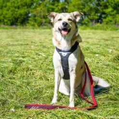 Petlando Arnés Pawz & Pepper Strong Rojo Y Negro Para Perros -Suministros Para Mascotas 174596 174696 petlando fuhrleinestrong rot 230cm hs 08 6