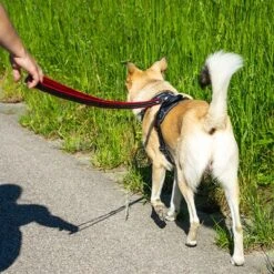 Petlando Arnés Pawz & Pepper Strong Rojo Y Negro Para Perros -Suministros Para Mascotas 174596 174696 petlando fuhrleinestrong rot 230cm hs 10 3