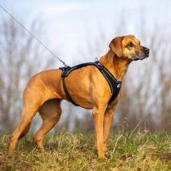 Arnés Curli Belka Comfort Negro Para Perros -Suministros Para Mascotas 176034 curli belka comfort geschirr schwarz hs 08 3