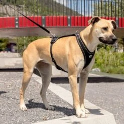 Arnés Curli Belka Comfort Negro Para Perros -Suministros Para Mascotas 176034 curli belka comfort geschirr schwarz hs 09 6