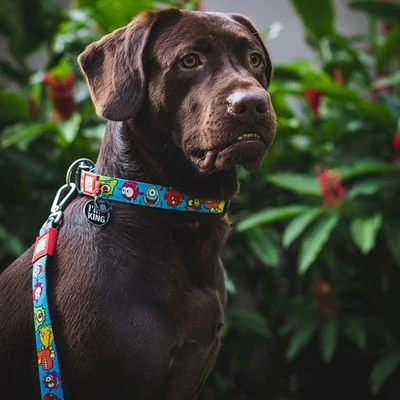 Correa Ajustable Max & Molly Little Monsters Para Perros 2 Correa Ajustable Max & Molly Little Monsters Para Perros - Imagen 2