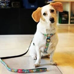 Correa Corta Max & Molly Donuts Para Perros -Suministros Para Mascotas 190208 maxnmolly kurzleine donuts hs 02 4