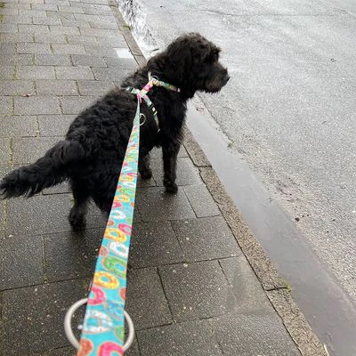 Correa Ajustable Max & Molly Donuts Para Perros 2 Correa Ajustable Max & Molly Donuts Para Perros - Imagen 2