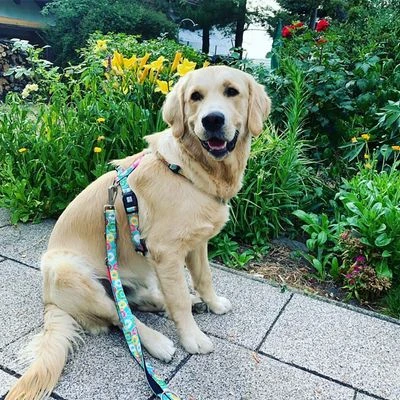 Correa Ajustable Max & Molly Donuts Para Perros 4 Correa Ajustable Max & Molly Donuts Para Perros - Imagen 4