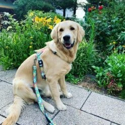 Arnés Max & Molly Donuts Para Perros -Suministros Para Mascotas 190296 190297 190396 maxnmolly hg eschirr donuts hs 04 1