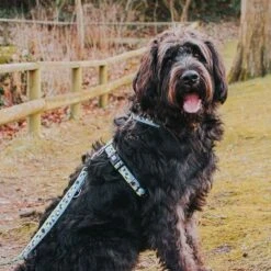 Correa Ajustable Max & Molly Black Sheep Para Perros -Suministros Para Mascotas 190402 190403 190404 maxnmolly multifunktionsleine blacksheep hs 03 7