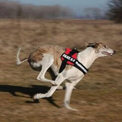 Julius K9 Arnés JULIUS-K9® Power Rojo Para Perros -Suministros Para Mascotas 191822 trixie powergeschir2 1