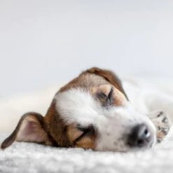 Esterilla Térmica HAFENBANDE Molly Con Regulador De Temperatura -Suministros Para Mascotas 193243 waagenschmitt hafenbande heizmatte temperatursteuerung hs 12 2