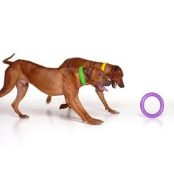 Ferplast Puller Juguete Para Perros 21 Ferplast Puller Juguete Para Perros -Suministros Para Mascotas 199296 ferplastitalien ferplast hundespielzeug puller midi 27cm hs 08 9