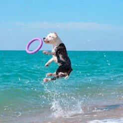 Ferplast Puller Juguete Para Perros 28 Ferplast Puller Juguete Para Perros -Suministros Para Mascotas 199296 ferplastitalien ferplast hundespielzeug puller midi 27cm hs 20 9