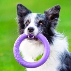 Ferplast Puller Juguete Para Perros 29 Ferplast Puller Juguete Para Perros -Suministros Para Mascotas 199297 ferplastitalien ferplast hundespielzeug puller midi 19cm hs 16 9