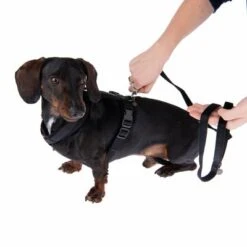 Correa Ajustable Nomad Tales Blush ébano Para Perros -Suministros Para Mascotas 1 325401 325396 blush s fg 6960 0