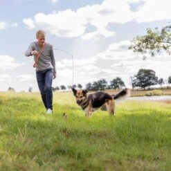 Trixie Caña Estimulante Juguete De Adiestramiento Para Perros -Suministros Para Mascotas 209093 trixie reizangel hs 08 7