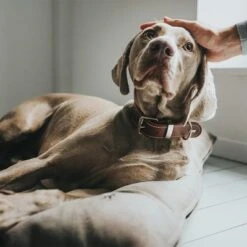 Cama Hunter Bologna Color Piedra Para Perros -Suministros Para Mascotas 212954 212955 hunter hundebett bologna stein hs 08 0