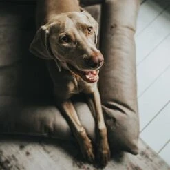 Cama Hunter Bologna Color Piedra Para Perros -Suministros Para Mascotas 212954 212955 hunter hundebett bologna stein hs 09 5