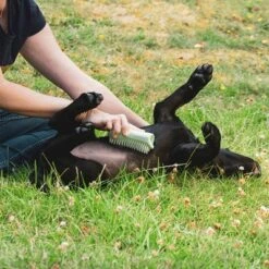 Pet Teezer Cepillo Para Cachorros 18 Pet Teezer Cepillo Para Cachorros -Suministros Para Mascotas 230724 pet teezer welpenbuerste hs 18 2