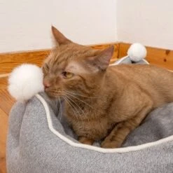 Cama Crown Para Mascotas -Suministros Para Mascotas 233898 crown mit katze fg 8999 6