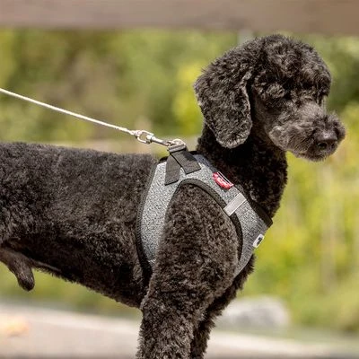 Correa De Bolsillo Curli Ultrarresistente 6 Correa De Bolsillo Curli Ultrarresistente - Imagen 6