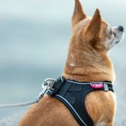 Correa De Bolsillo Curli Ultrarresistente 19 Correa De Bolsillo Curli Ultrarresistente -Suministros Para Mascotas 267896 267897 ultrastarke taschenleine hs 09 8