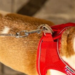 Correa De Bolsillo Curli Ultrarresistente 20 Correa De Bolsillo Curli Ultrarresistente -Suministros Para Mascotas 267896 267897 ultrastarke taschenleine hs 10 7