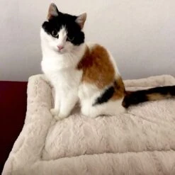 Self Heating Bed Cojín Para Perros -Suministros Para Mascotas 288354 291896 waagenschmitt hundekissen selfheating bed hs 10 2