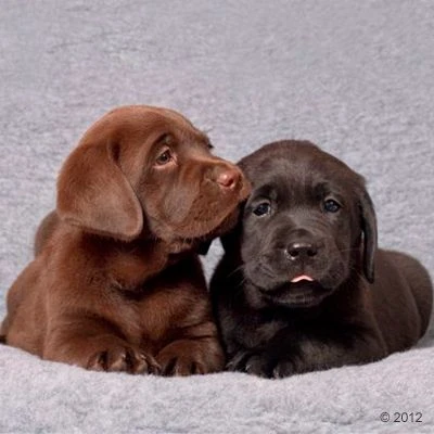 Manta Vetbed® Original Gris Para Perros Y Gatos 12 Manta Vetbed® Original Gris Para Perros Y Gatos - Imagen 12