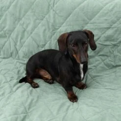 Manta Para Perros Modern Living Victoria -Suministros Para Mascotas 318002 decke victoria fg 6050 2