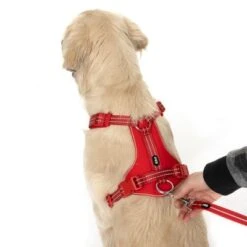 Correa Ajustable TIAKI Reflective Rubber Roja Para Perros -Suministros Para Mascotas 323005 neoprene geschirr l fg 1662 4