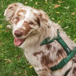 Arnés Nomad Tales Blush Esmeralda Para Perros -Suministros Para Mascotas 323020 nomad tales blush geschirr emerald 04 9