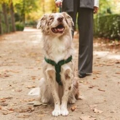 Arnés Nomad Tales Blush Esmeralda Para Perros -Suministros Para Mascotas 323020 nomad tales blush geschirr emerald 05 7