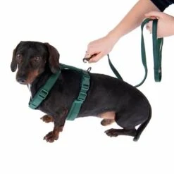 Arnés Nomad Tales Blush Esmeralda Para Perros -Suministros Para Mascotas 323024 325696 blush s fg 6937 5