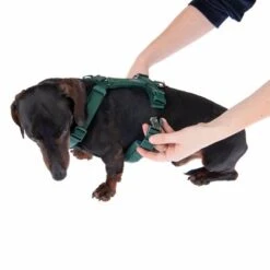 Arnés Nomad Tales Blush Esmeralda Para Perros -Suministros Para Mascotas 323024 blush s fg 6924 8