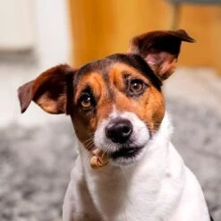 SmartBones Snacks Con Pollo Para Perros Pequeños -Suministros Para Mascotas 324396 smartbones kausnacks huhn kleinehunde hs 05 3