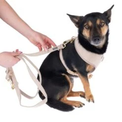 Correa Nomad Tales Calma Arena Para Perros -Suministros Para Mascotas 324713 calma fg 7805 1