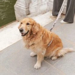 Correa Nomad Tales Blush Beige Topo Para Perros -Suministros Para Mascotas 325296 325297 nomad tales blush hundeleine taupe hs 07 1