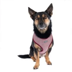 Arnés Nomad Tales Calma Burdeos Para Perros -Suministros Para Mascotas 325599 calma fg 7759 9