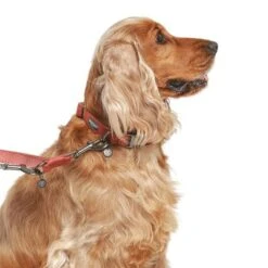 Correa Nomad Tales Blush Vino Para Perros 31 Correa Nomad Tales Blush Vino Para Perros -Suministros Para Mascotas 325600 325601 nomadtales blush hundeleine rose hs 03 9