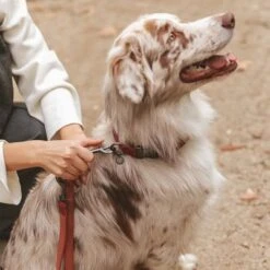 Correa Nomad Tales Blush Vino Para Perros 24 Correa Nomad Tales Blush Vino Para Perros -Suministros Para Mascotas 325600 325601 nomadtales blush hundeleine rose hs 05 0