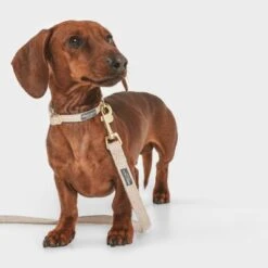 Correa Nomad Tales Calma Arena Para Perros -Suministros Para Mascotas 326096 nomad tales calma hundeleine sand 120cm 03 3