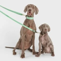 Correa Nomad Tales Bloom Menta Para Perros -Suministros Para Mascotas 326798 nomad tales bloom halsband mint 02 9