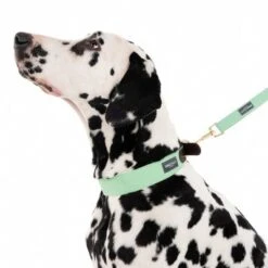 Correa Nomad Tales Bloom Menta Para Perros -Suministros Para Mascotas 326801 328199 bloom l fg 7561 0