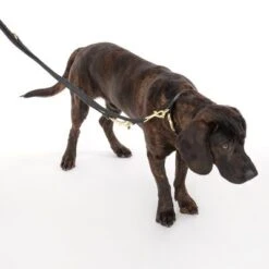 Collar Nomad Tales Calma ébano Para Perros -Suministros Para Mascotas 326805 calma l ebony fg 7938 1