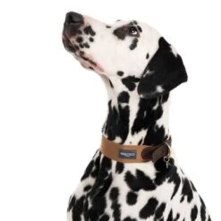 Collar Nomad Tales Bloom Caramelo Para Perros 23 Collar Nomad Tales Bloom Caramelo Para Perros -Suministros Para Mascotas 328398 bloom l fg 7612 3