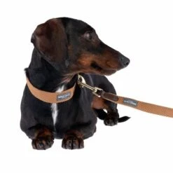 Collar Nomad Tales Bloom Caramelo Para Perros 27 Collar Nomad Tales Bloom Caramelo Para Perros -Suministros Para Mascotas 328697 328202 bloom xs fg 7393 5