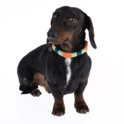 Collar Nomad Tales Spirit Mandarina Para Perros -Suministros Para Mascotas 328796 spirit xs fg 7642 9