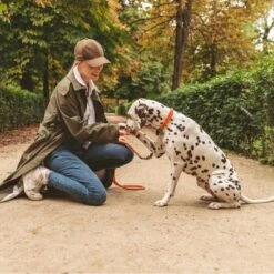 Collar Nomad Tales Spirit Mandarina Para Perros -Suministros Para Mascotas 328896 nomad tales halsband tangerine leine 02 8