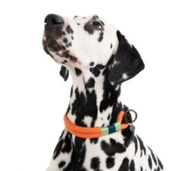Collar Nomad Tales Spirit Mandarina Para Perros -Suministros Para Mascotas 328997 spirit l fg 7427 6
